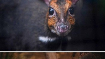 Mouse Deer atau pelanduk atau kancil adalah nama umum bagi sekelompok hewan menyusui (mamalia) berkuku genap yang tergolong ke dalam marga Tragulus. Pelanduk adalah anggota keluarga Tragulidae, berkerabat dekat dengan kijang dan rusa. (Foto: Boredpanda)