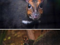 Kumpulan Foto Hewan Langka, Babi Ngepet Tidak Ada