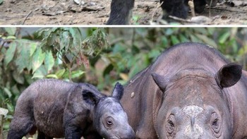 Badak Sumatera atau Sumatran rhino (Dicerorinus sumatranus), salah satu hewan langka di Indonesia. (Foto: Boredpanda)