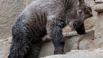 Takin termasuk hewan yang hanya ada di Benua Asia. Meski terlihat seperti kerbau, namun takin adalah jenis yang berkerabat dekat dengan kambing dan antelop. (Foto: Boredpanda)