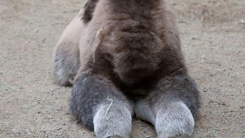 Unta baktria (Camelus bactrianus) adalah binatang berkuku belah yang asli dari stepa-stepa di Asia Tengah (kawasan Baktria). Unta baktria mempunyai dua punuk pada punggungnya, berbeda dengan unta arab (C. dromedarius) yang berpunuk satu. (Foto: Boredpanda)