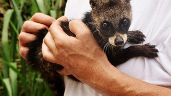 Civet (musang luak atau disebut luak saja) adalah mamalia yang bisa ditemukan di wilayah tropis Afrika dan Asia. Binatang ini tampak seperti persilangan antara kucing dan cerpelai yang berbulu belang – belang gelap serta menghuni pohon–pohonan. (Foto: Boredpanda)