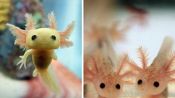 Axolotl, jenis satwa air yang memiliki tangan dan kaki. Bukan jenis ikan melainkan hewan ini sejenis salamander langka yang terdapat di Mexico City. (Foto: Boredpanda)