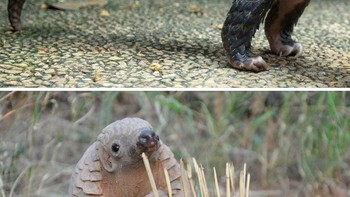 Trenggiling atau pangolin adlah satu-satunya mamalia langka hewan ini mempunyai ciri khas dengan tubuhnya yang dilindungi sisik dari keratin. (Foto: Boredpanda)