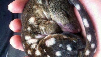 Quoll, merupakan hewan marsupial yang berasal dari australia. Kata quoll berasal dari bahasa aborigin yang berarti kucing harimau. Badan quoll sebesar kucing dan cara makan dan berburu mirip dengan harimau sehingga disebut kucing harimau. (Foto: Boredpanda)