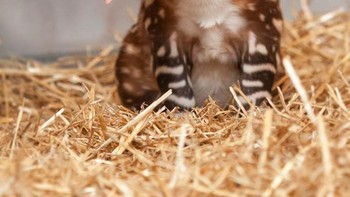 Bayi Tapir, merupakan binatang herbivora yang memakan dedaunan muda di sepanjang hutan atau pinggiran sungai. Ia memiliki bentuk tubuh seperti babi, telinga yang mirip badak dan moncongnya yang panjang mirip trenggiling, sementara lenguhannya lebih mirip suara burung daripada binatang mamalia. (Foto: Boredpanda)