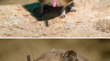 Celurut Gajah, adalah mamalia insektivora kecil asli Afrika yang tergolong familia Macroscelididae, dalam ordo Macroscelidea. Mereka banyak ditemukan di savana, hutan dan padang pasir Afrika. (Foto: Boredpanda)