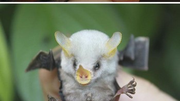 Hewan ini dinamai Honduran whit bat, hewan ini mirip seperti perpaduan kelelawar dan babi. Memiliki bentuk badan yang mungil serat hidung dan kuping berwarna kuning. (Foto: Boredpanda)