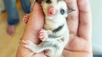 Sugar Glider adalah hewan asal timur Indonesia. Dengan ukuran yang kecil mereka adalah jenis mereka adalah marsupial dari keluarga mamalia seperti kangguru, dan koala. (Foto: Boredpanda)