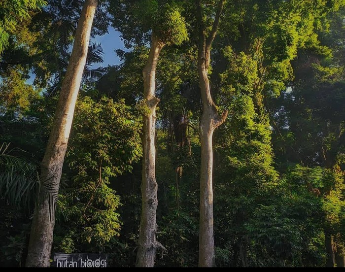 Hutan Biologi UGM Yogyakarta
