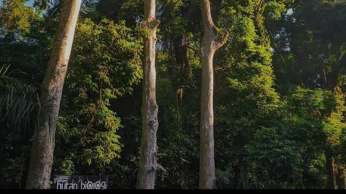 Hutan Biologi UGM Yogyakarta