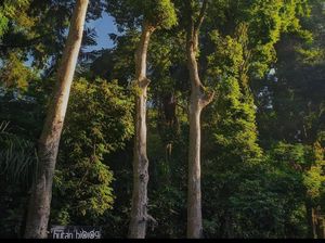 Urutan Takson Tumbuhan dari Kelompok Terbesar ke Terkecil, Diawali Kingdom
