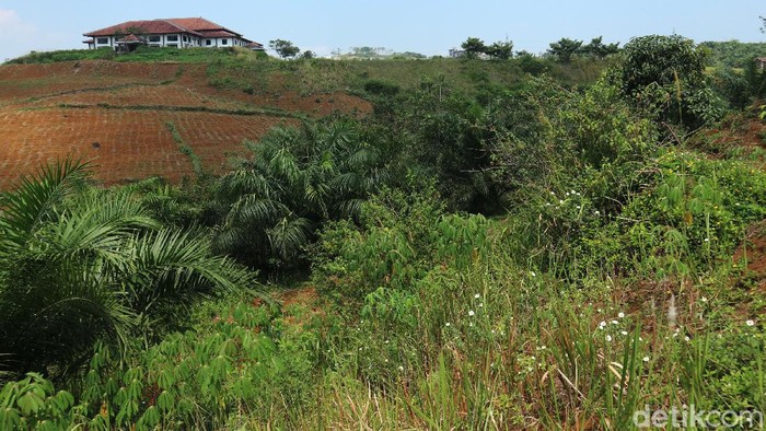 Kondisi Terkini Bukit Algoritma yang Bakal Jadi 'Silicon Valley' Bukit Algoritma di Cikidang, Sukabumi digadang-gadang bakal jadi 'Silicon Valley'-nya Indonesia. Begini kondisi terkini proyek 'Silicon Valley'.