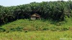 Ini Penampakan Lokasi Calon Silicon Valley Indonesia