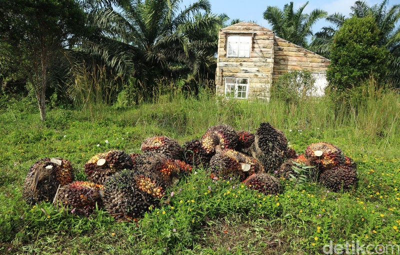 Bukit Algoritma di Cikidang, Sukabumi digadang-gadang bakal jadi 'Silicon Valley'-nya Indonesia. Begini kondisi terkini proyek 'Silicon Valley'.