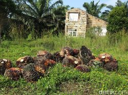 Penampakan Bukit Algoritma, Calon Silicon Valley Indonesia
