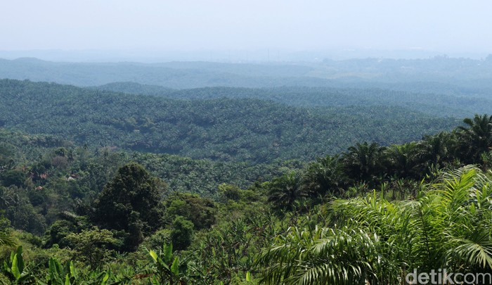 Bukit Algoritma di Cikidang, Sukabumi digadang-gadang bakal jadi Silicon Valley-nya Indonesia. Begini kondisi terkini proyek Silicon Valley.