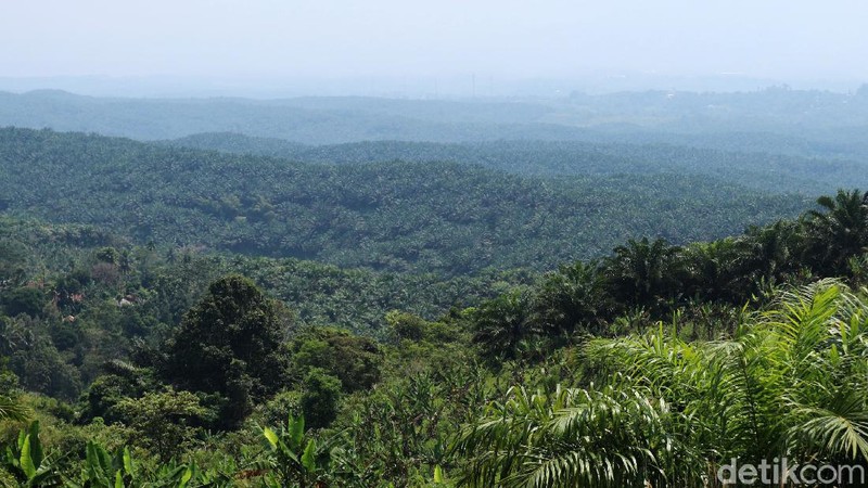 Bukit Algoritma di Cikidang, Sukabumi digadang-gadang bakal jadi 'Silicon Valley'-nya Indonesia. Begini kondisi terkini proyek 'Silicon Valley'.