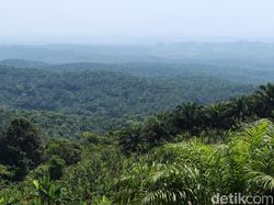 Penampakan Bukit Algoritma, Calon Silicon Valley Indonesia
