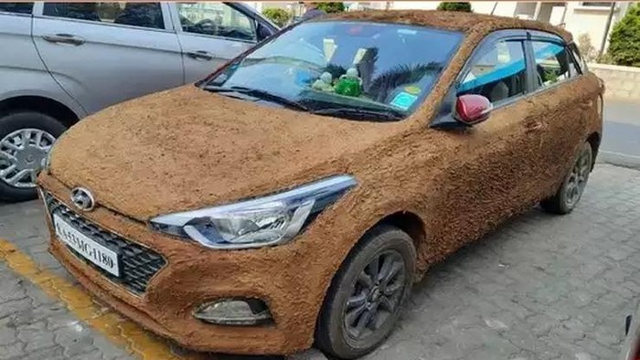 Mobil Dilumuri Kotoran Sapi