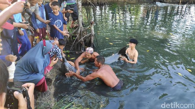 Proses evakuasi lumba-lumba terjebak di empang warga di Maros ke laut (Bakrie/detikcom).