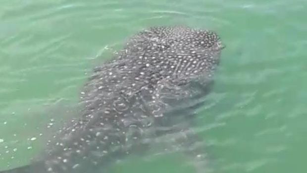 Hiu Paus muncul di Dermaga Barombong Makassar viral di medsos