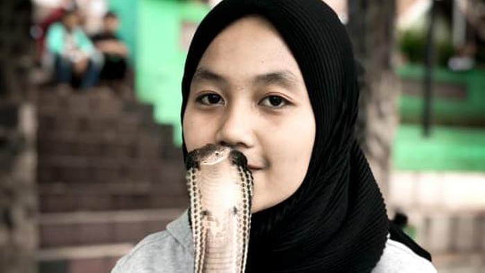 Icha Bersama Ular King Cobra Sepanjang 4 Meter