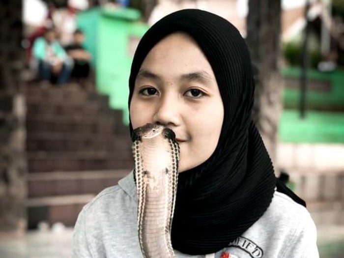 Icha Bersama Ular King Cobra Icha Bersama Ular King Cobra Sepanjang 4 Meter