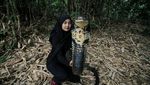 Potret Icha dan King Cobra Rambo Sepanjang 4 Meter yang Viral