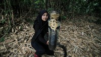 Menurut Icha, ular itu juga moody-an, sama seperti manusia. Jadi, untuk mencegah serangan king cobra itu, Icha harus membaca gerak gerik ular. (Foto: Dok Pribadi Aulia Khairunnisa)