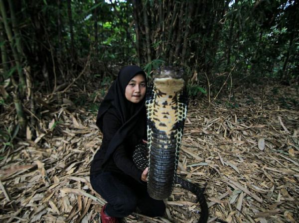 Potret Icha dan King Cobra Rambo Sepanjang 4 Meter yang Viral