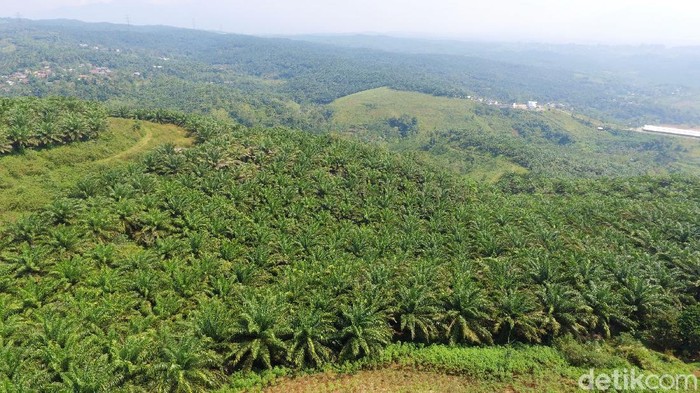 Proyek Bukit Algoritma yang disebut bakal jadi Silicon Valley-nya Indonesia berada di kawasan perkebunan sawit di Cikidang, Sukabumi, Jabar. Begini penampakan lokasinya dari udara.