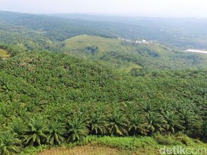 Omset PTPN VI Jambi Tembus Rp 25 M dalam 4 Bulan