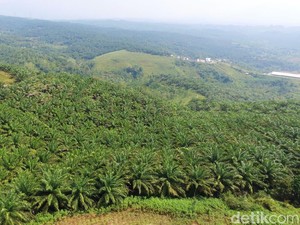 Omset PTPN VI Jambi Tembus Rp 25 M dalam 4 Bulan