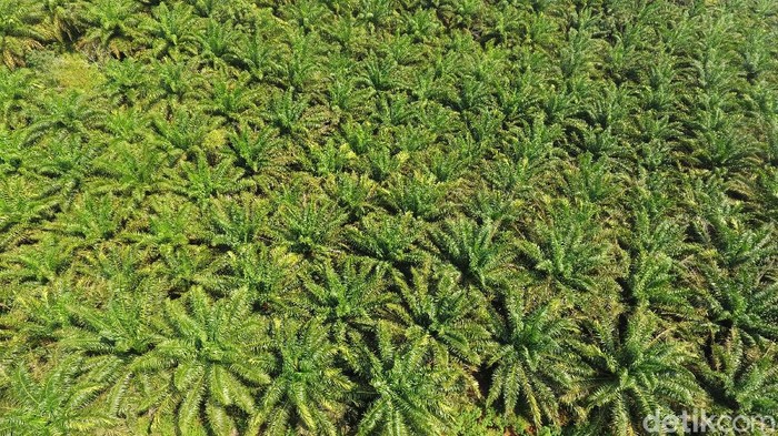 Proyek Bukit Algoritma yang disebut bakal jadi Silicon Valley-nya Indonesia berada di kawasan perkebunan sawit di Cikidang, Sukabumi, Jabar. Begini penampakan lokasinya dari udara.