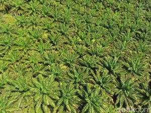 Sawit Dilarang di Jabar, Bagaimana Nasib Petani di Sukabumi?