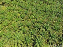 Sawit Dilarang di Jabar, Bagaimana Nasib Petani di Sukabumi?