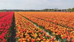 Ngabuburit ke Ladang Tulip di Belanda