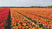 Bunga tulip mulai diperkenalkan di Belanda sekitar abad ke-16.