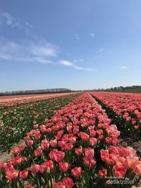 Ngabuburit Ke Ladang Tulip Di Belanda