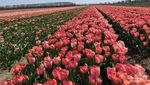 Ngabuburit ke Ladang Tulip di Belanda