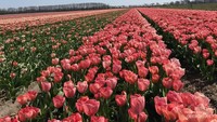 Bunga tulip di Belanda ini berasal dari Turki dan Persia.
