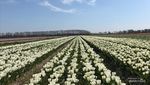 Ngabuburit ke Ladang Tulip di Belanda