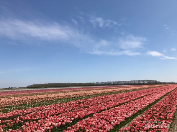 Ladang tulip banyak ditemukan di musim semi.