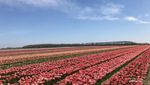 Ngabuburit ke Ladang Tulip di Belanda