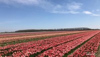 Ladang tulip banyak ditemukan di musim semi.
