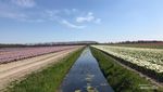 Ngabuburit ke Ladang Tulip di Belanda