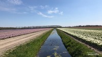 Parit yang memisahkan antar ladang bunga.