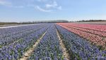 Ngabuburit ke Ladang Tulip di Belanda