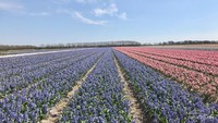 Ladang bunga Hyacinthus yang tak kalah cantik.